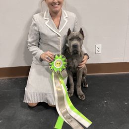 Boxer and Cane Corso Puppies from Soaring Royalty Canines LLC