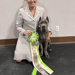 Boxer and Cane Corso Puppies from Soaring Royalty Canines LLC