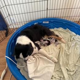Boy 1 - Black tri-color male Australian Shepherd puppy in Rosamond, California from Fly by Nite Australian Shepherds