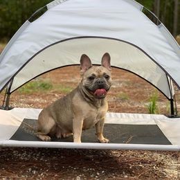 Marta - French Bulldog