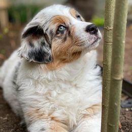 Australian Shepherd Puppies from Middle Fork Australian Shepherds