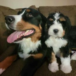 Bernedoodle and Goldendoodle Puppies from DMV Doodles
