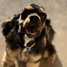Cockapoos, Cocker Spaniels, and Poodles from Desert Puppies