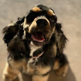 Cockapoos, Cocker Spaniels, and Poodles from Desert Puppies