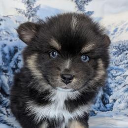 Chai - 1700.00 - Black and white female Pomsky puppy in Spring Hill, Florida from www.PuppyTimeEmporium.com