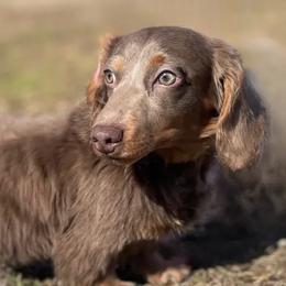 Porsche - Dachshund