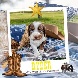 Ryder - Liver white and tan male English Springer Spaniel puppy in Albany, Minnesota from Farm Fresh Labradors & English Springers