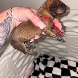 Knox - Red male Dachshund puppy in Magnolia, Texas from Little Honey’s Dachshunds