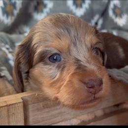 Dove- SILKY WIREHAIR - Dapple female Dachshund puppy in Duncan, Arizona from Bootheel Doxies & Poms