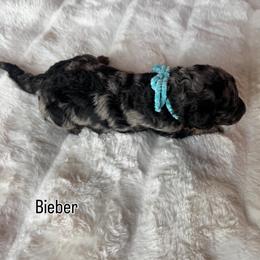 Bieber - Blue merle male Bernedoodle puppy in Horseshoe Bend, Idaho from Over the Moon Poodles and Doodles