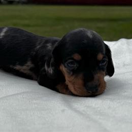 Kris - Dapple female Dachshund puppy in Athens, Alabama from Weidenthal Dachshunds