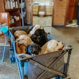 Labrador Retriever Puppies from Landon J Farms Labrador Retrievers