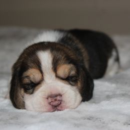 Dailey - Black tan and white female Beagle puppy in Morrill, Kansas from Kelle Beagles