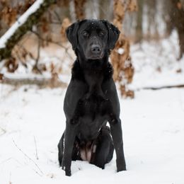 Labrador Retriever All Grown Up from Southern Oak Kennels - North