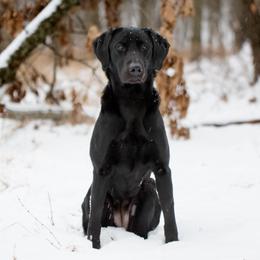 Labrador Retriever All Grown Up from Southern Oak Kennels - North