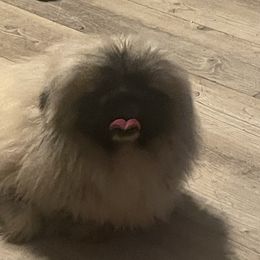 Labrador Retrievers, Pekingese, Poodles, Shih Tzus, and Yorkshire Terriers from Silver Bells Paw Prints