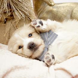 Olaf - Cream male Dachshund puppy in Big Rapids, Michigan from 30 Acre Woods Dachshunds