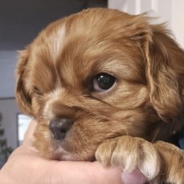 Cavalier King Charles Spaniel Puppies from Cedar Mountain Hounds