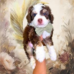 Leondardo - Brown and white male Bernedoodle puppy in Norcross, Georgia from Teddy Puppies
