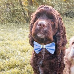 Gojo - Cocker Spaniel