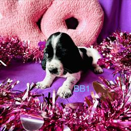 BB1 - Black and white male Basset Hound puppy in Britton, South Dakota from K&S Canines