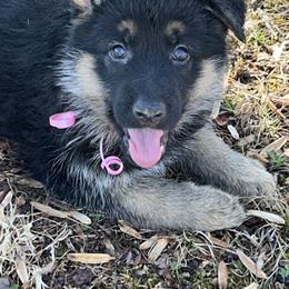 Belle - Black and tan female German Shepherd puppy in Stanardsville, Virginia from Majestic K9 LLC