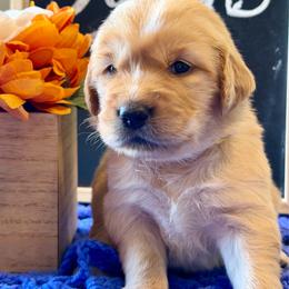 Caramel - Golden female Golden Retriever puppy in Doniphan, Missouri from Stockford’s Golden Retrievers