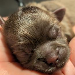 Jackson - Chocolate male Shih Tzu puppy in Claxton, Georgia from Small Pawz Shih tzu