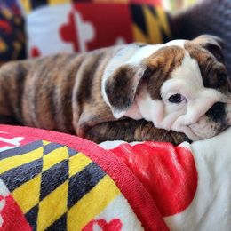 Bulldog Puppies from Bayside Bullies