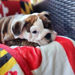 Bulldog Puppies from Bayside Bullies