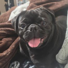 Gigi - Pug