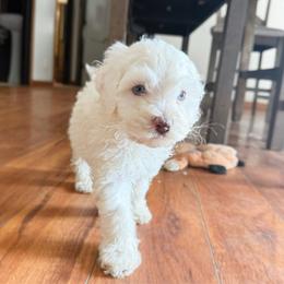 Rico Blue Eyes - Cream male Australian Labradoodle puppy in Wamego, Kansas from Doodles of Oz