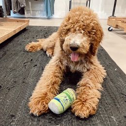 Aussiedoodle and Goldendoodle All Grown Up from Ozark Mountain Doodles & Pugs