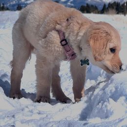 Golden Retriever Puppies from Retrievers Gold AZ