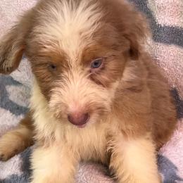 Red and white merle 3 - Red merle female Aussiedoodle puppy in Punta Gorda, Florida from Blitzenhaus Working Dogs-Home of the Working Czech Shepherd and Rottweiler and Splash of Color Aussiedoodles