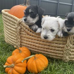 Miniature Schnauzer Puppies from Miniature Schnauzer Paradise llc