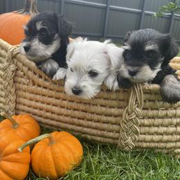 Miniature Schnauzer Puppies from Miniature Schnauzer Paradise llc