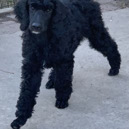 Poodle Puppies from Blue Moon Puppies