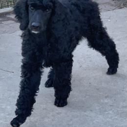 Poodle Puppies from Blue Moon Puppies