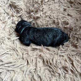 Girl 2 - Black female Goldendoodle puppy in Arlington, Texas from Chambers Doodle Patch