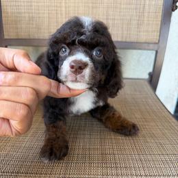 Yasmin - Brown female Poodle puppy in Lathrop, California from Stellar Poodles
