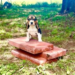 Oreo - White black and tan female Beagle puppy in Judsonia, Arkansas from Mayberry Acres Beagles and Basset Hounds
