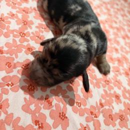 Waylon - Dapple male Dachshund puppy in Brunswick, Georgia from Teenie Tiny Dachshunds