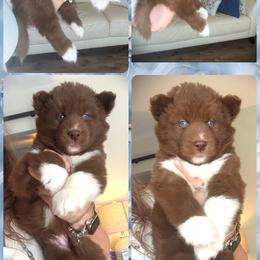 Grove - Red and white male Siberian Husky puppy in Florence, Kentucky from Moonlight Howl Huskies