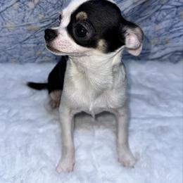 7348 black tri spot on white male - Black and tan male Chihuahua puppy in Palmyra, Indiana from Country Star Chihuahuas