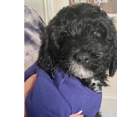 Spangled - Black Irish Doodle puppy in Dfw, Texas from Fife Doods