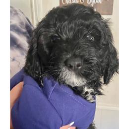 Spangled - Black Irish Doodle puppy in Dfw, Texas from Fife Doods