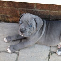 Cane Corso Puppies from Steel Legacy Cane Corso