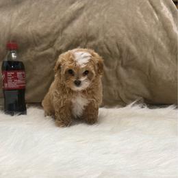 Riley - Apricot female Yorkipoo puppy in Oakland, Kentucky from Imperial Dogs