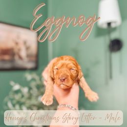 Eggnog - Red male Cavapoo puppy in Colcord, Oklahoma from Copper Lane Aussies, Doodles & Cavapoos